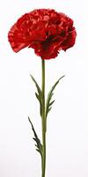 AI generated Red Carnation isolated on white background. AI Generated photo