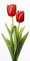 AI generated Red tulips isolated on white background. AI Generated photo