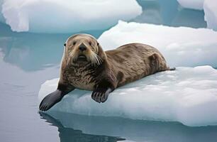 AI generated Sea Otter on Ice. AI Generated photo