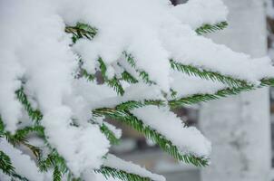 abeto ramas en el nieve, un lote de nieve en el ramas foto