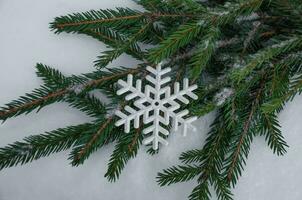 Snowflake on spruce branches in the snow photo