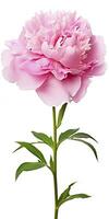 AI generated Peony isolated on white background. AI Generated photo