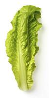 AI generated Lettuce isolated on white background. AI Generated photo