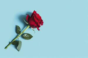 AI generated Red rose flower on blue background. Romantic Valentine's holiday concept. AI Generated photo