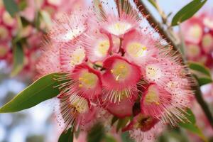 ai generado hermosa goma árbol rosado flores y brotes ai generado foto