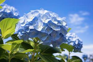 AI generated Close up view of blue french hydrangea with leaves under blue sky. photo