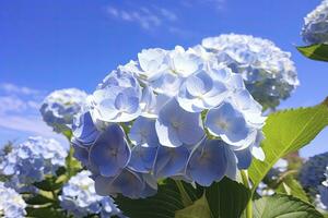 AI generated Close up view of blue french hydrangea with leaves under blue sky. photo