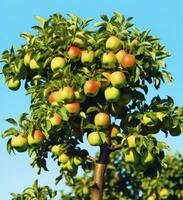 AI generated A apple tree withe apple against a blue sky photo
