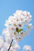 AI generated Cherry Blossom Against Clear Blue Sky.AI Generated. photo