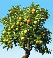 AI generated A apple tree withe apple against a blue sky photo