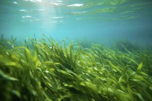 AI generated Underwater view of a group of seabed with green seagrass. AI Generated photo