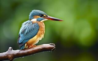 ai generado el común martín pescador humedales pájaro de colores plumas desde diferente aves. generativo ai foto