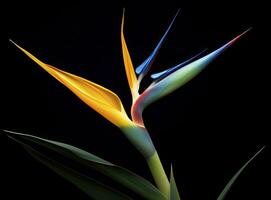 AI generated Bird of paradise flower isolated on black background. AI Generated photo