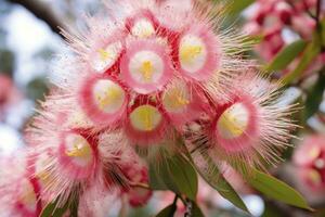 ai generado hermosa goma árbol rosado flores y brotes ai generado foto