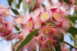 ai generado hermosa goma árbol rosado flores y brotes ai generado foto