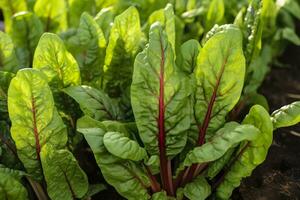 ai generado acelga creciente en un urbano jardín. jardín remolacha y ensalada hojas cerca arriba. generativo ai foto