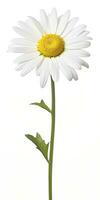 AI generated Common daisy isolated on white background. AI Generated photo