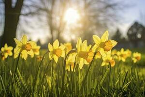 AI generated Daffodils in spring backlit by sun. AI Generated photo