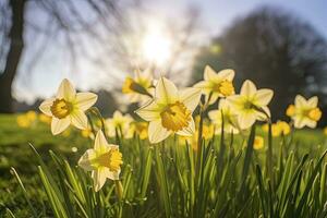 AI generated Daffodils in spring backlit by sun. AI Generated photo