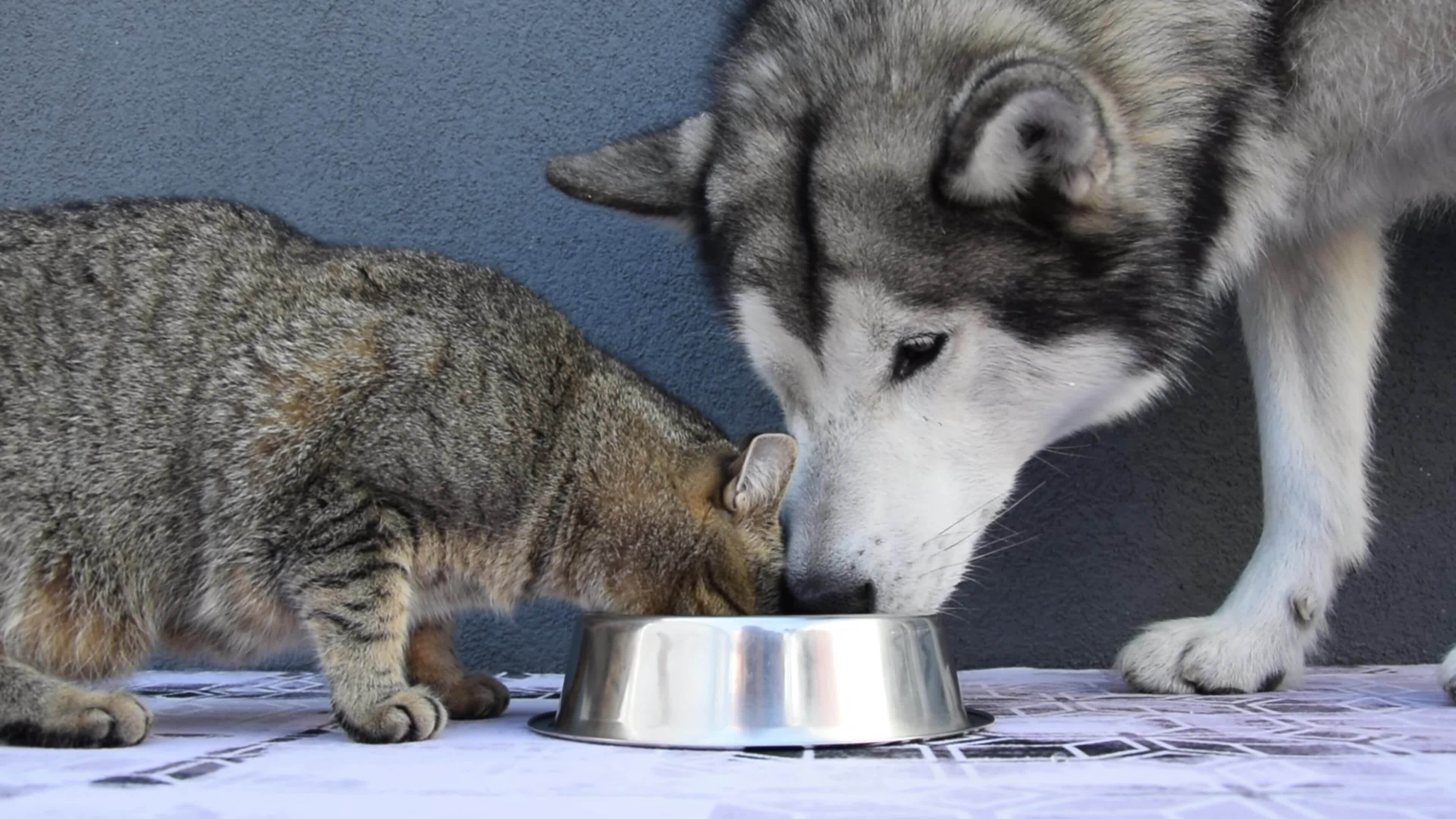 A Dog And A Cat Eating From The Same Bowl The Dog Helps The Cat To a-dog-and-a-cat-eating-from-the-same-bowl-the-dog-helps-the-cat-to
