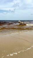 Alaska malamute camina en el río banco. un mascota capturas pescado en un estanque. un encantador, activo al aire libre compañero. ecosistema de Ucrania. turismo y recreación en salvaje lugares. video