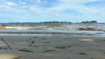 rivier- weekdieren Aan een zanderig kust in mode tijd vervallen. visie van de breed rivier. ver groen bomen. beweging van een water Golf langs een rivier- met een zanderig strand. landschap met blauw lucht. video