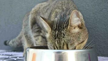 Tabby cat eating food from a bowl. A cat eats wet cat food. A tabby grey kitten eats a special food from a silver steel bowl on a grey wall background. video