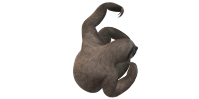 Sloth isolated on a Transparent Background png