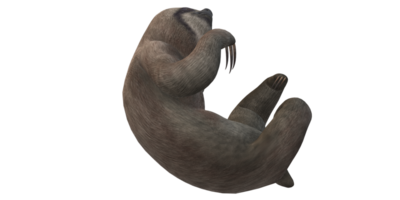 Sloth isolated on a Transparent Background png