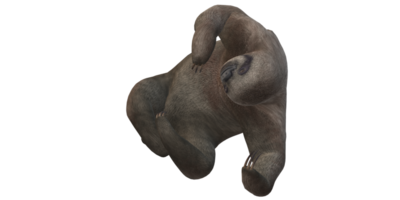 Sloth isolated on a Transparent Background png