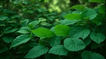 ai generado describir el intrincado interacción de Esmeralda y jade matices en el hojas de el absoluto verde árbol, enfatizando el sutilezas de ligero y sombra. foto