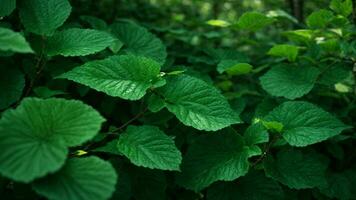 ai generado describir el intrincado interacción de Esmeralda y jade matices en el hojas de el absoluto verde árbol, enfatizando el sutilezas de ligero y sombra. foto