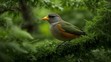 AI generated Analyze the physiological adaptations of the birds in the absolute green tree environment, focusing on aspects such as beak shape, feather structure, and nesting habits. photo