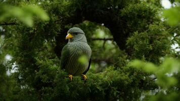 AI generated Analyze the physiological adaptations of the birds in the absolute green tree environment, focusing on aspects such as beak shape, feather structure, and nesting habits. photo