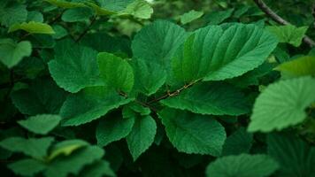 AI generated Describe the intricate interplay of emerald and jade hues in the leaves of the absolute green tree, emphasizing the subtleties of light and shadow. photo