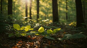 ai generado ilustrar el fascinante danza de luz de sol filtración mediante el hojas, retratar el jugar de ligero y sombra en el bosque piso. foto