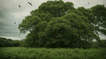 AI generated Explore the impact of a fictional invasive species on the delicate balance of the ecosystem, considering how it disrupts the natural interactions between the trees and birds. photo