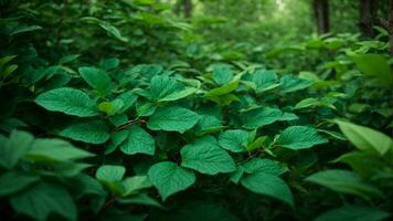 AI generated Describe the intricate interplay of emerald and jade hues in the leaves of the absolute green tree, emphasizing the subtleties of light and shadow. photo