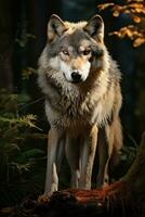 ai generado imagen de un timbre lobo, con un bosque espalda suelo foto