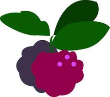 Two berries vector or color illustration