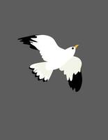 Portrait of the bird, seagull at flight, vector or color illustration