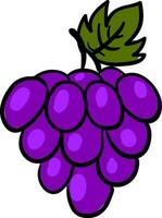 Painting of a bunch of violet grapes, vector or color illustration