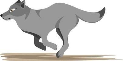 Drawing of a running wolf, vector or color illustration