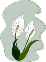 Drawing of the lilies and elongated oval-shaped leaves on their stalk, vector or color illustration