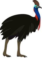 Beautiful cassowary , vector or color illustration