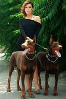 Sexy  woman with two miniature doberman dogs. photo