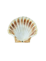 Close up of ocean shell isolated PNG transparent