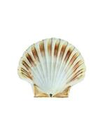 Close up of ocean shell isolated on white background photo