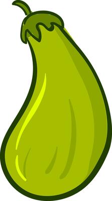 A Zucchini , vector or color illustration.