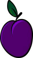 Purple plum, vector or color illustration.